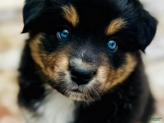 Miniature Australian Shepherd dogs Gunnar - Ad 14