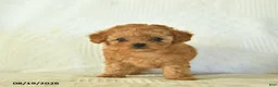 Toy Poodle dogs for sale: Moonbeam  - Ad 4