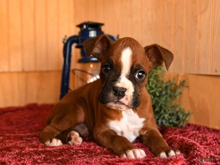 Boxer dogs Rascal - Ad 18