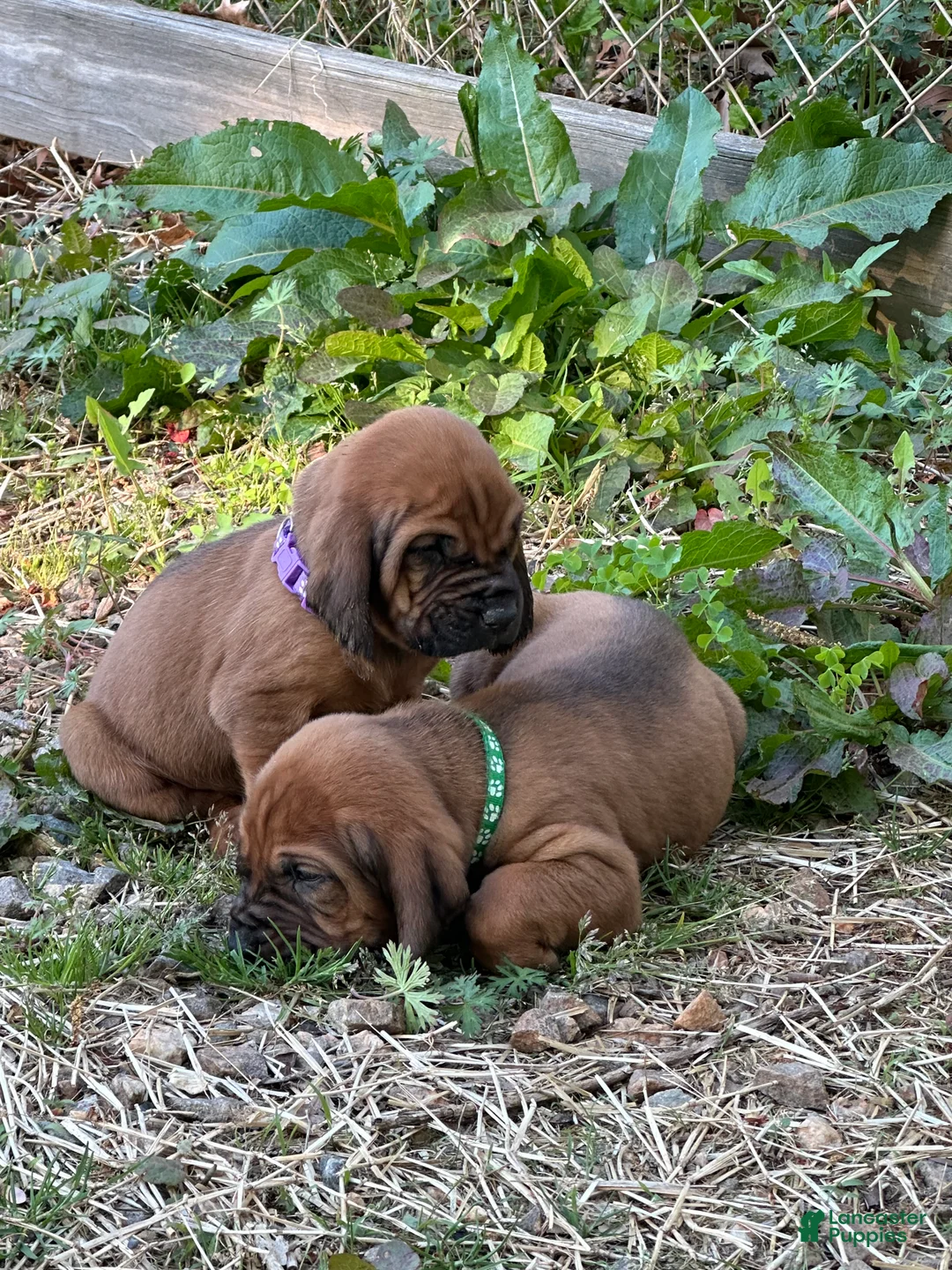 Bloodhound dogs for sale: Bloodhound Puppy 2 - Ad 1