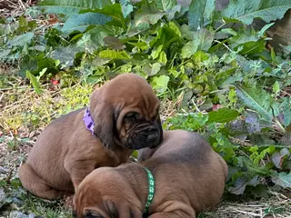Bloodhound dogs Bloodhound Puppy 2 - Ad 7
