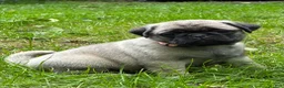 Pug dogs for sale: Nicky - Ad 1