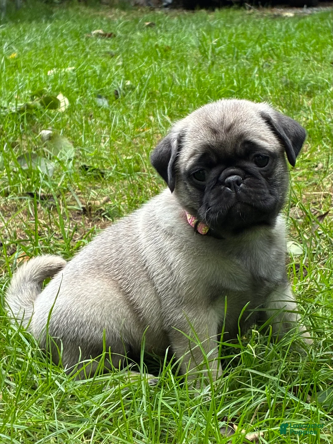 Pug dogs for sale: Nicky - Ad 1