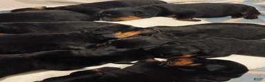 Rottweiler 8