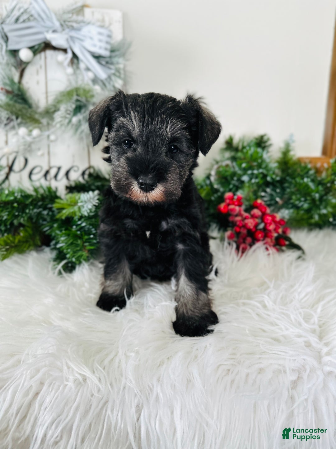 Miniature Schnauzer dogs for sale: Izzy - Ad 5