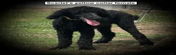 Standard Poodle dogs for sale: AKC Scarlet's Orange Collar Female - Ad 2