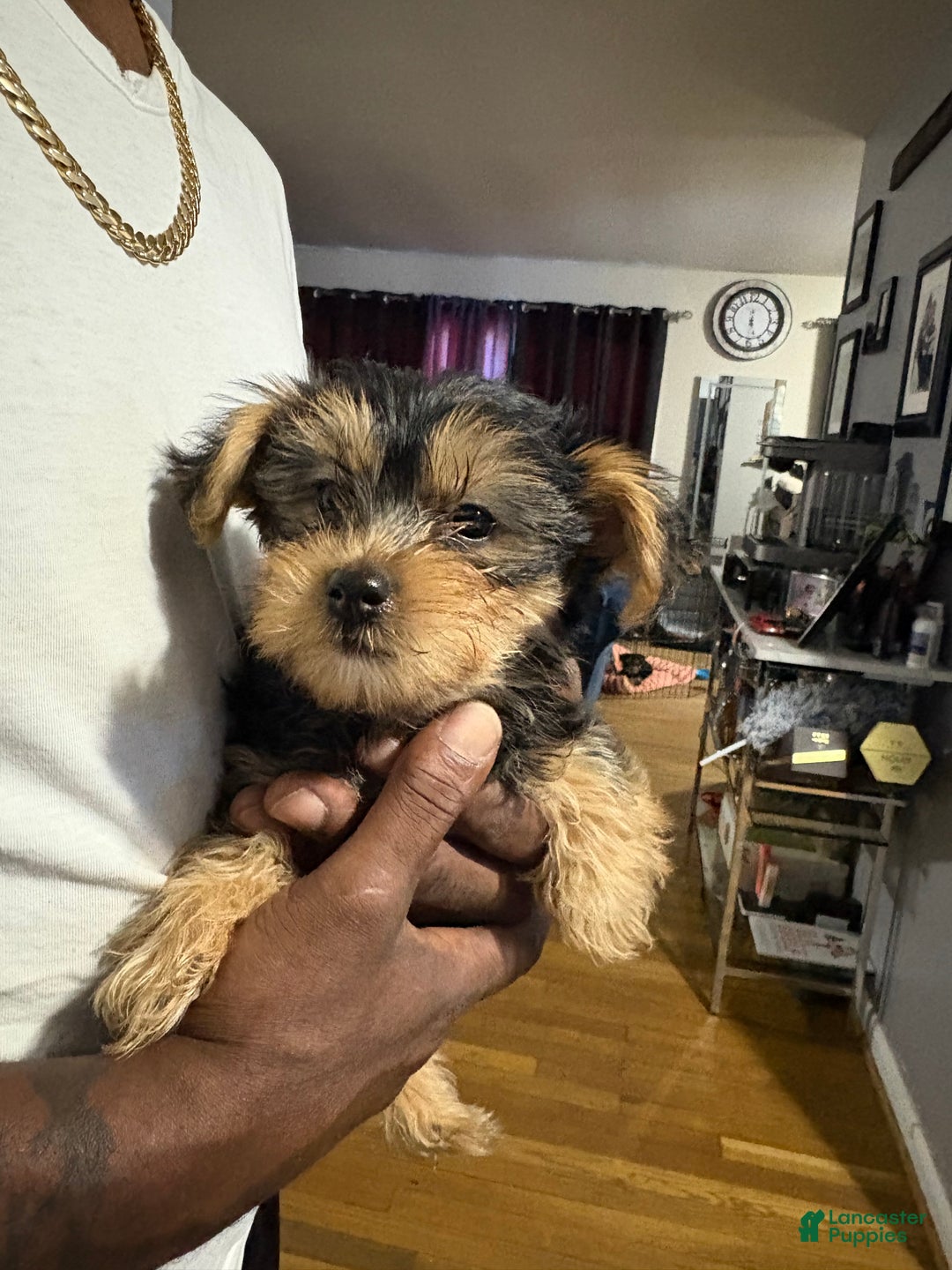 Yorkshire Terrier dogs for sale: Sam - Ad 1