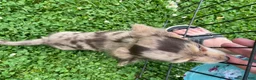 Miniature Dachshund dogs for sale: Simba - Ad 6