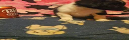 Chihuahua dogs for sale: Butter - Ad 4