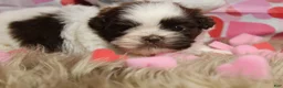 Shih Tzu dogs for sale: CUTIE - Ad 7