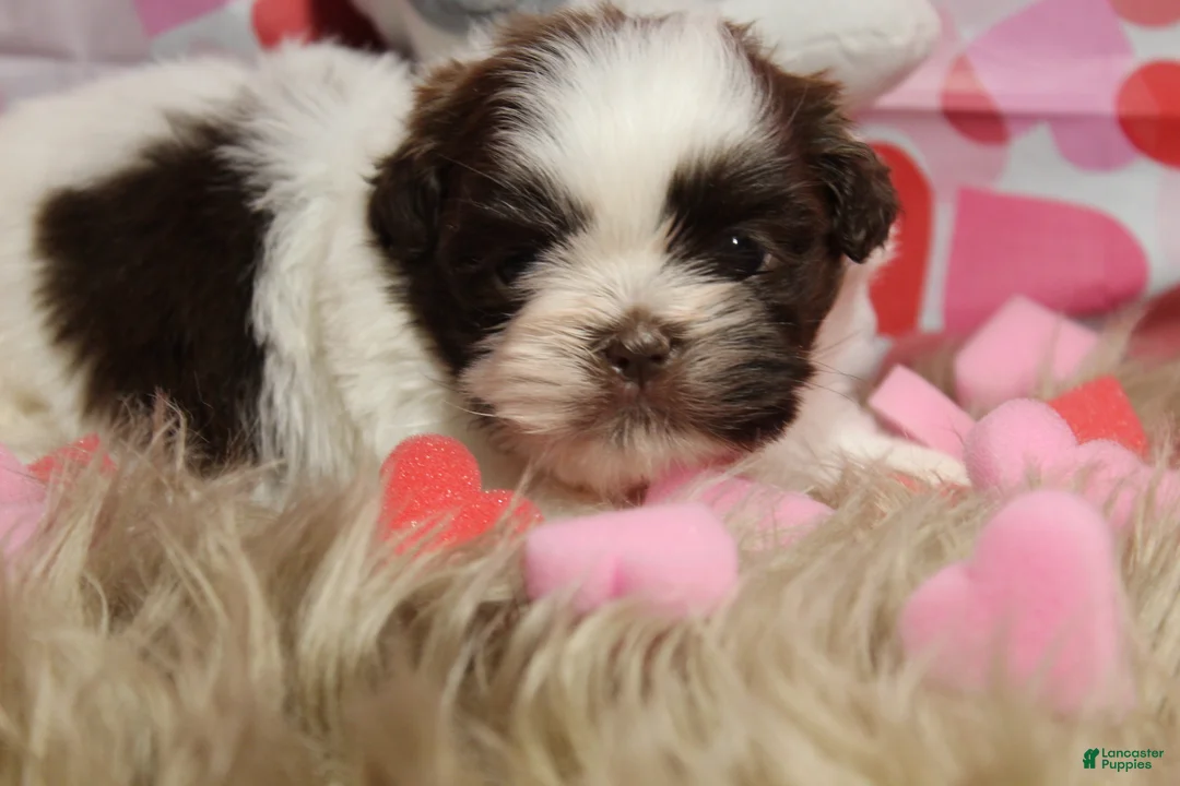Shih Tzu dogs for sale: CUTIE - Ad 7