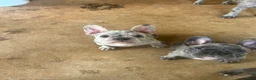French Bulldog dogs for sale: Reggie - Ad 15