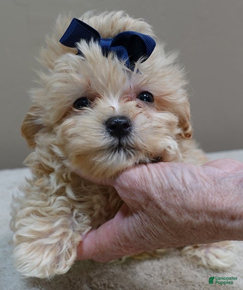 Maltipoo dogs Niko TEACUP 1 lb 2 ozs - Ad 11