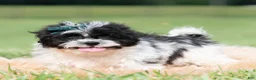 Shih Tzu dogs for sale: Cookie Crumb - Ad 5