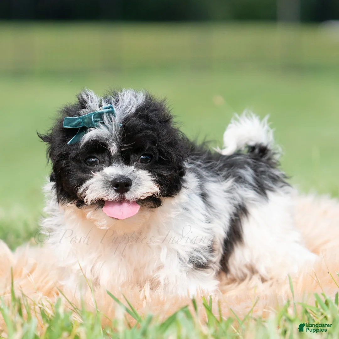 Shih Tzu dogs for sale: Cookie Crumb - Ad 5