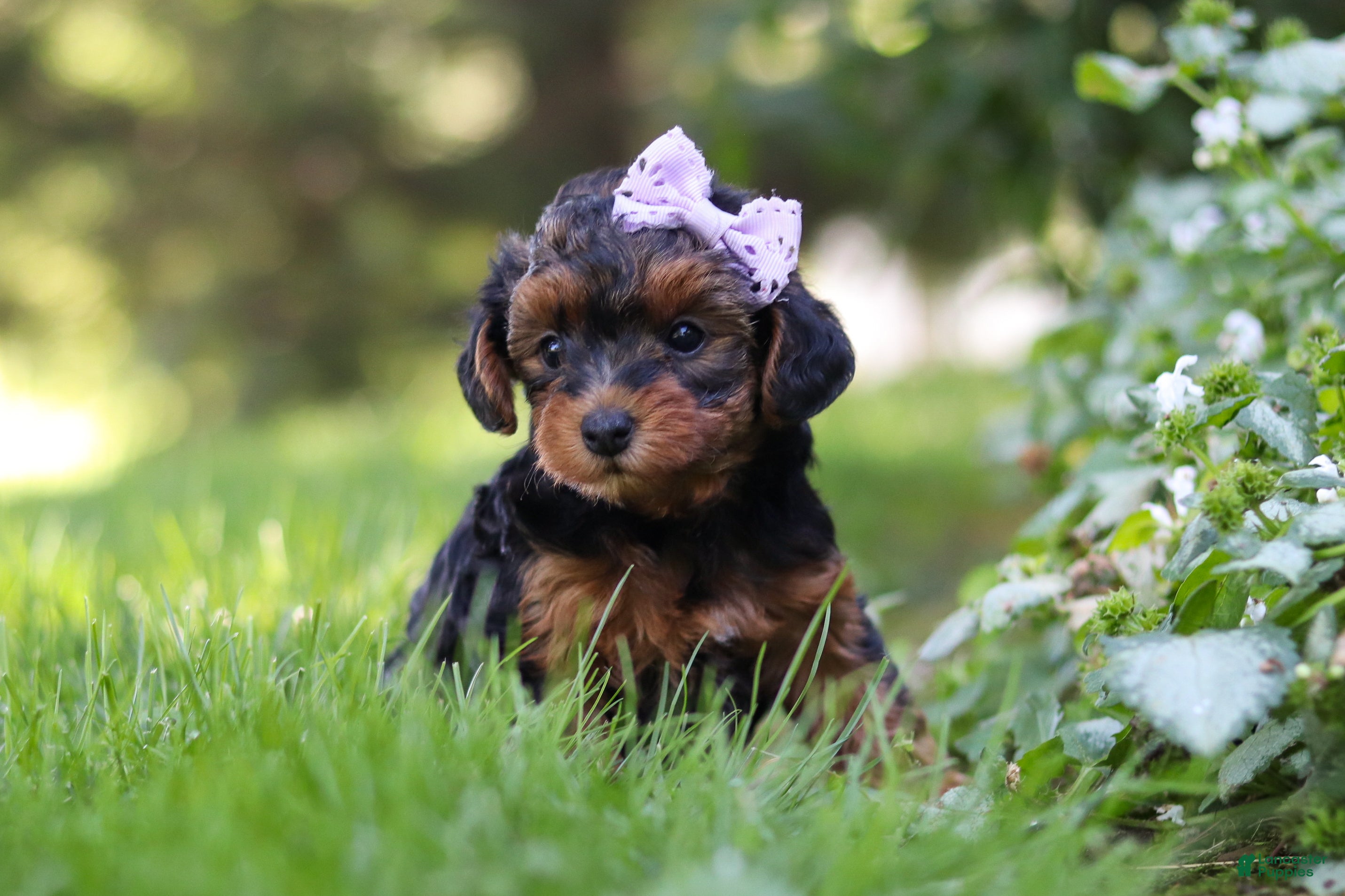 Yorkiepoo dogs Ariel - Ad 2
