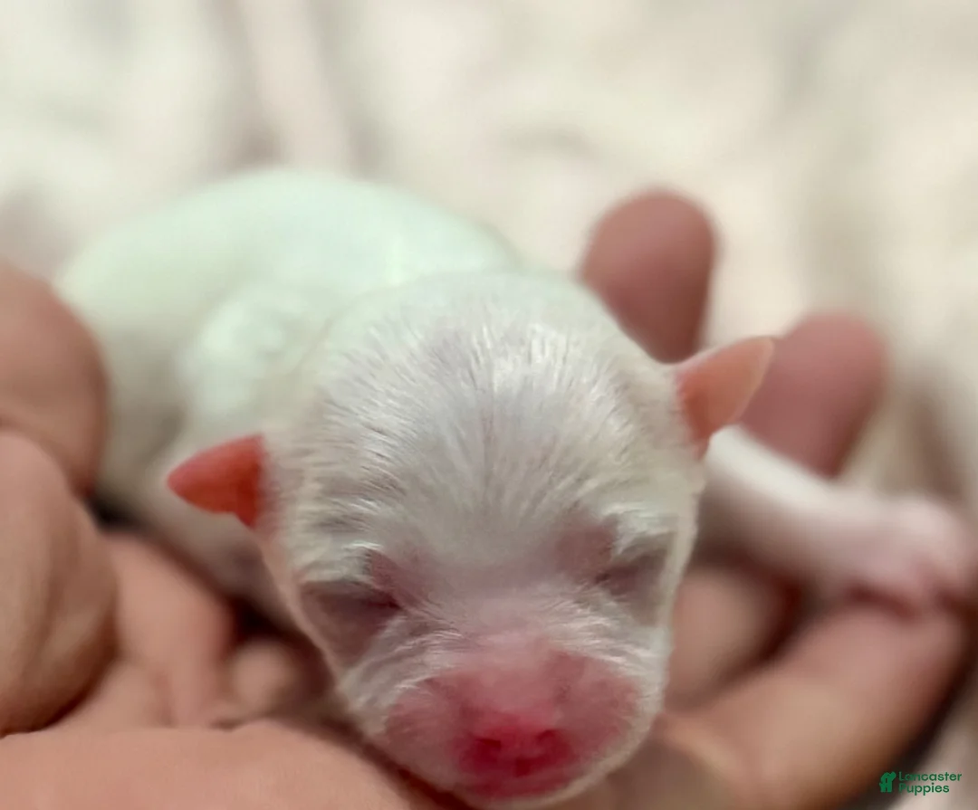 Chihuahua dogs for sale: Ice - Ad 1