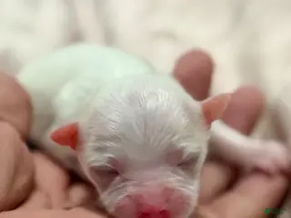 Chihuahua dogs for sale: Ice - Ad 4