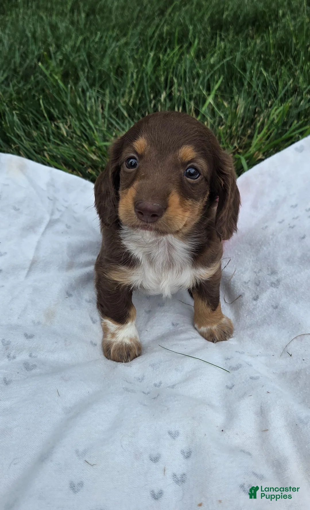 Miniature Dachshund dogs for sale: June - Ad 1
