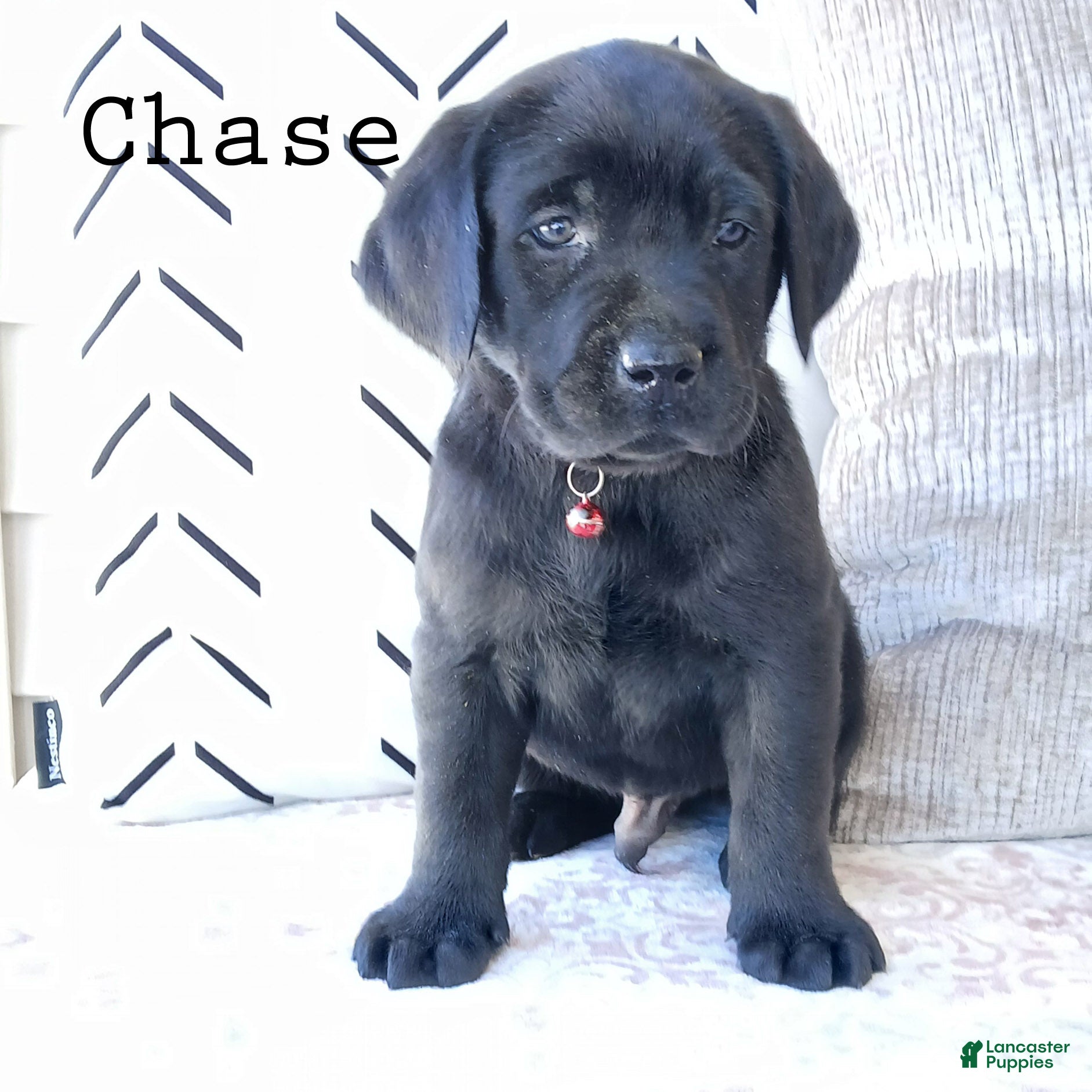 Labrador Retriever dogs CHASE - Ad 4