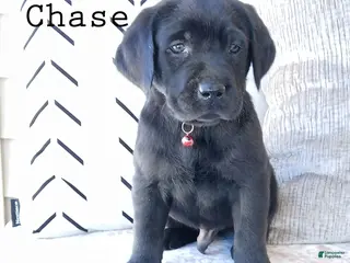 Labrador Retriever dogs CHASE - Ad 4