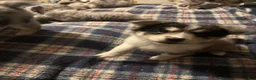 Pomsky dogs for sale: Pomsky Puppy 1 - Ad 9