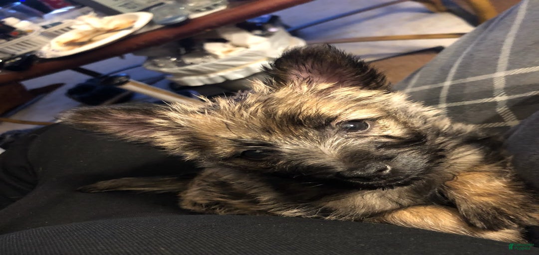 Gallery Image {{count}}