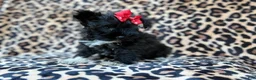 Miniature Schnauzer dogs for sale: Zelda - Ad 9