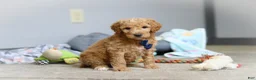 Standard Poodle dogs for sale: Dexter AKC - Ad 5