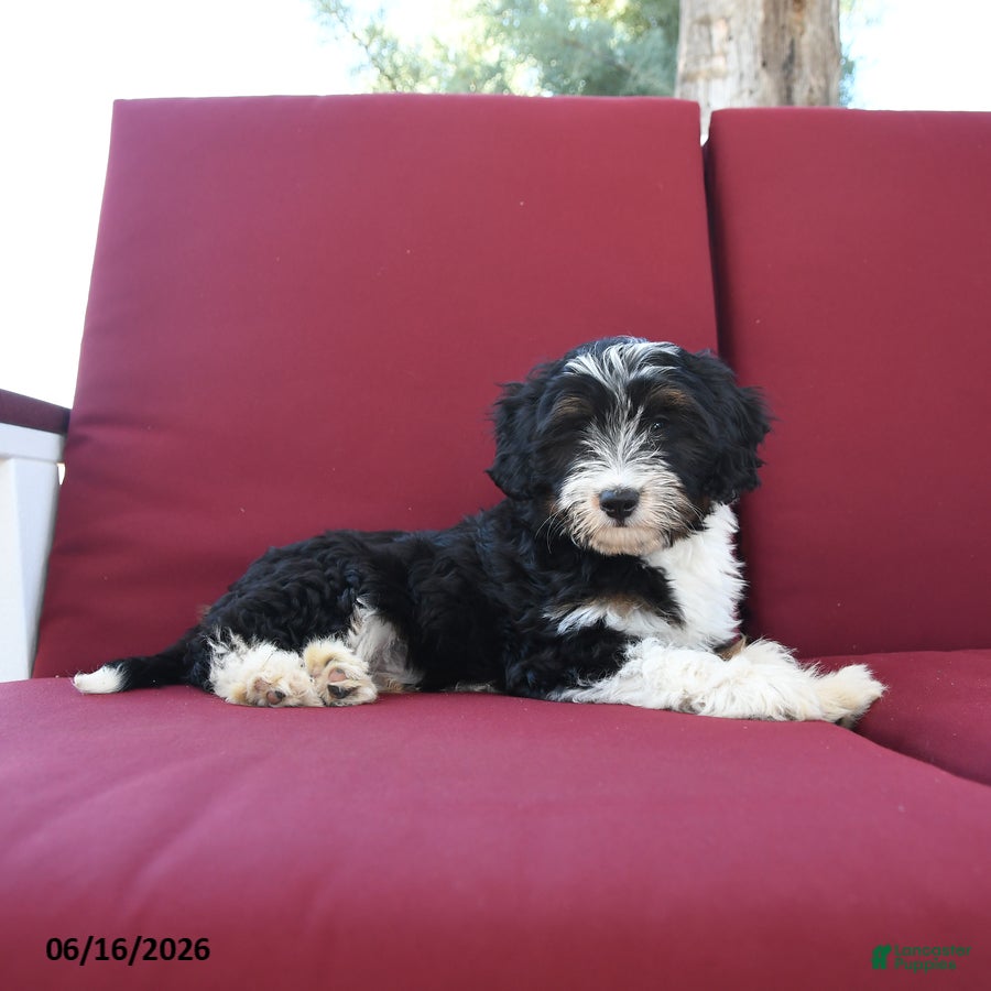 Mixed Breed dogs Rex - Ad 2