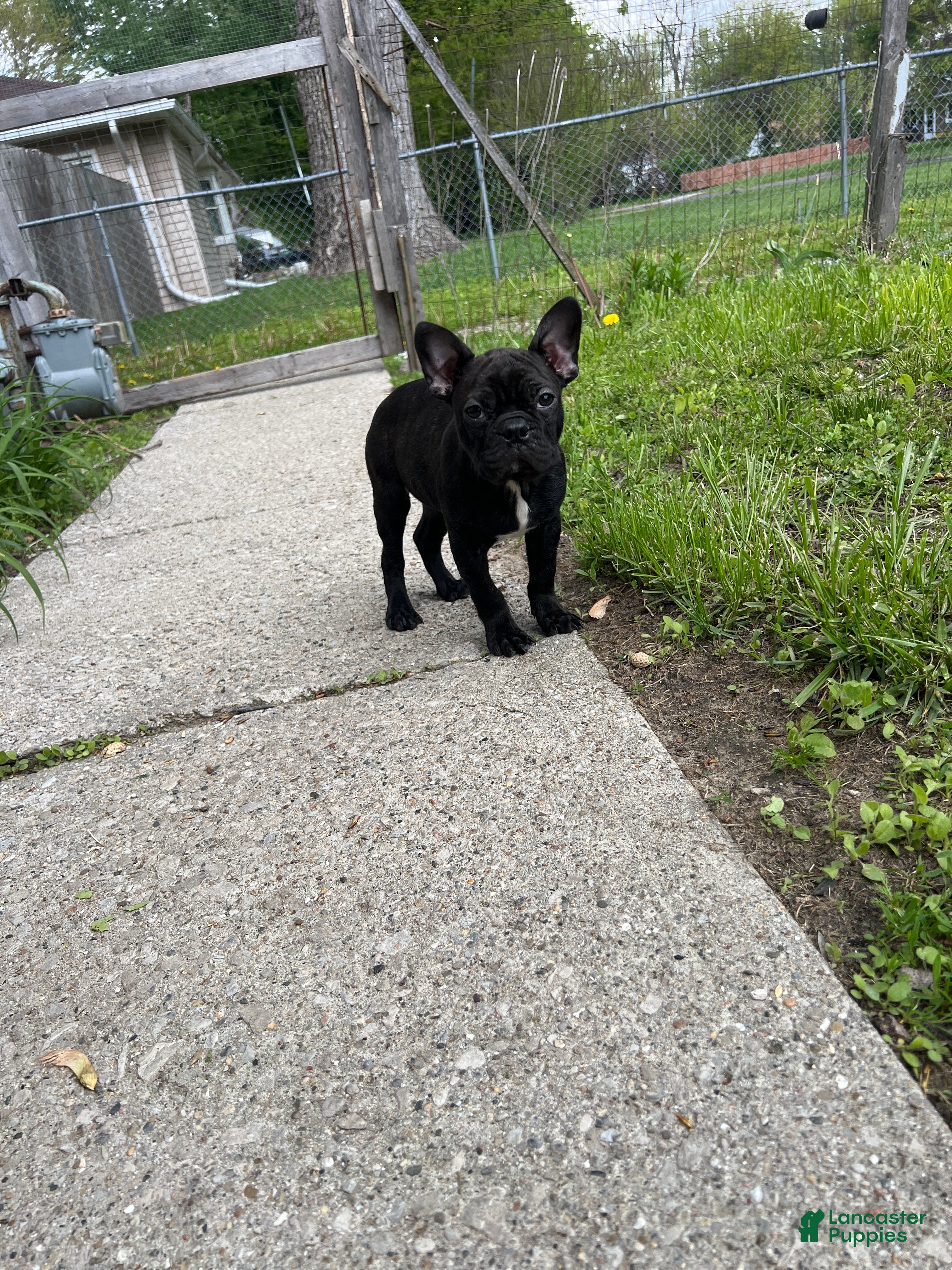 Mixed Breed dogs Batman - Ad 2