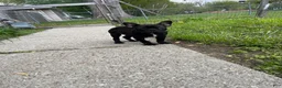 Mixed Breed dogs for sale: Batman - Ad 2