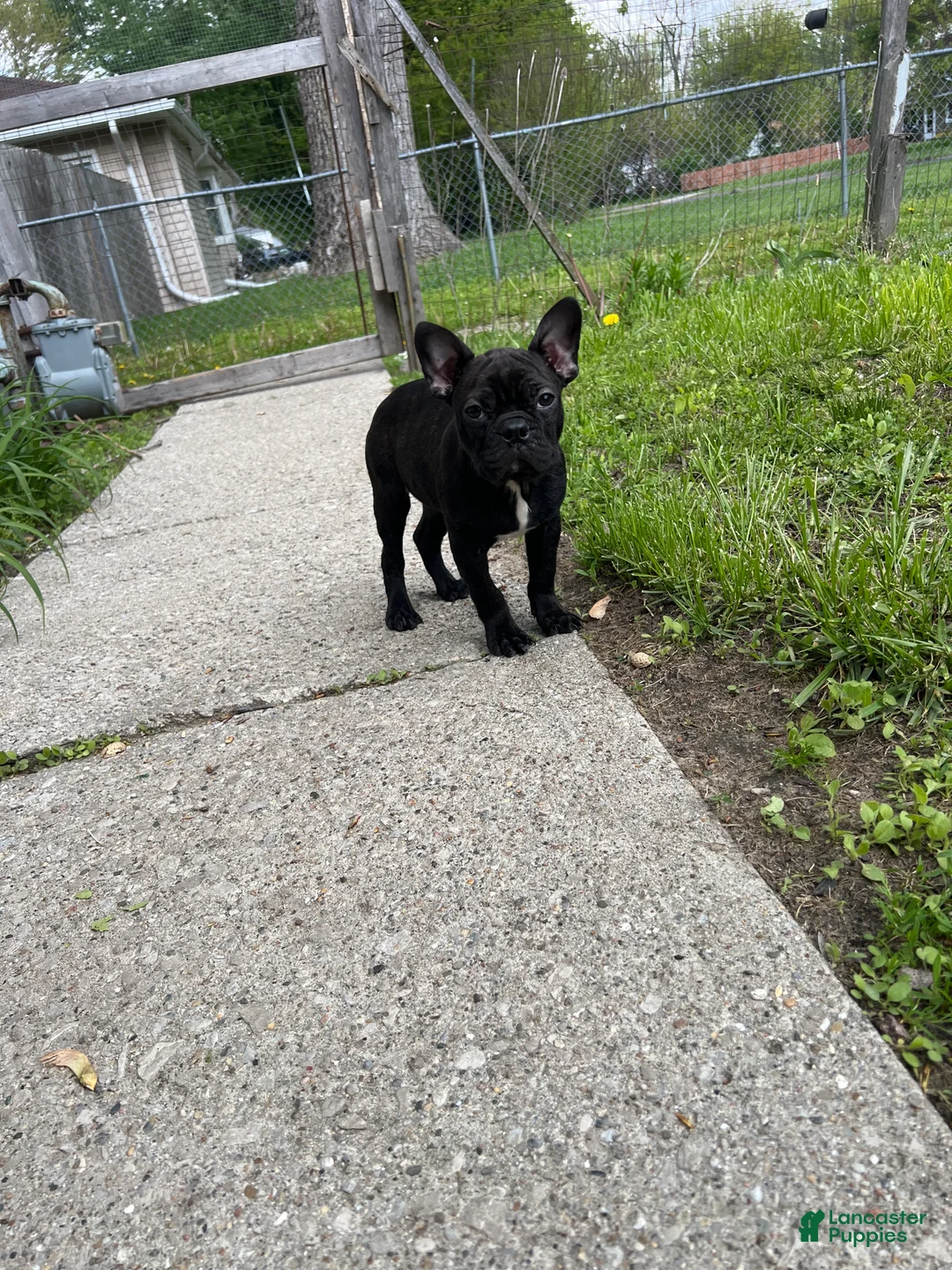 Mixed Breed dogs for sale: Batman - Ad 2