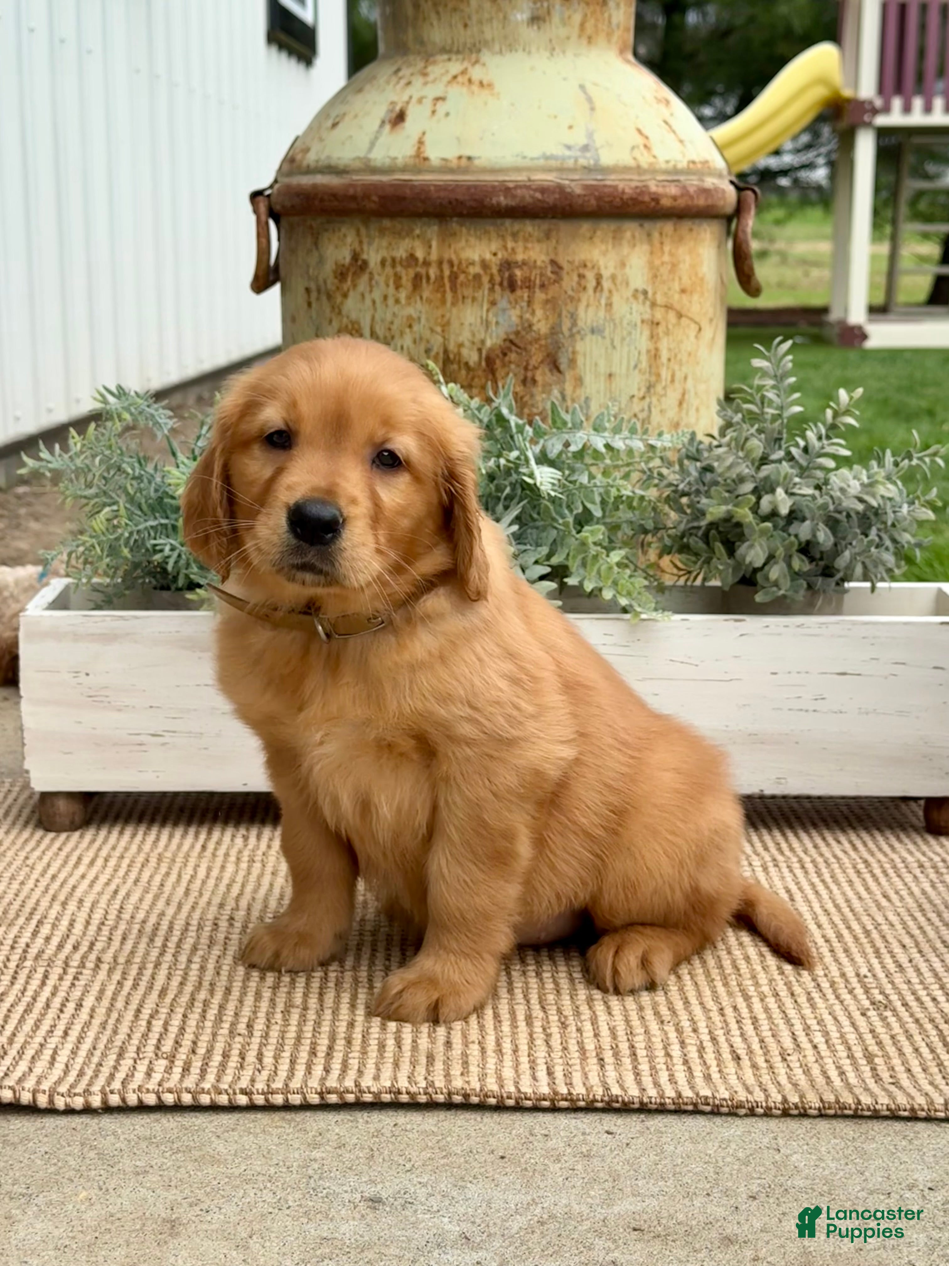 Golden Retriever dogs Gail - Ad 2