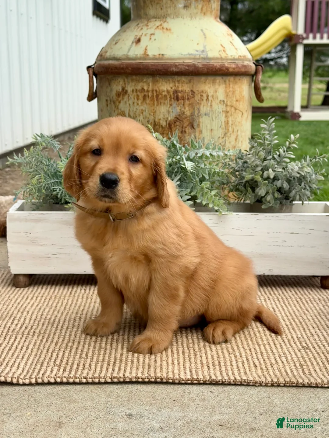 Golden Retriever dogs for sale: Gail - Ad 2