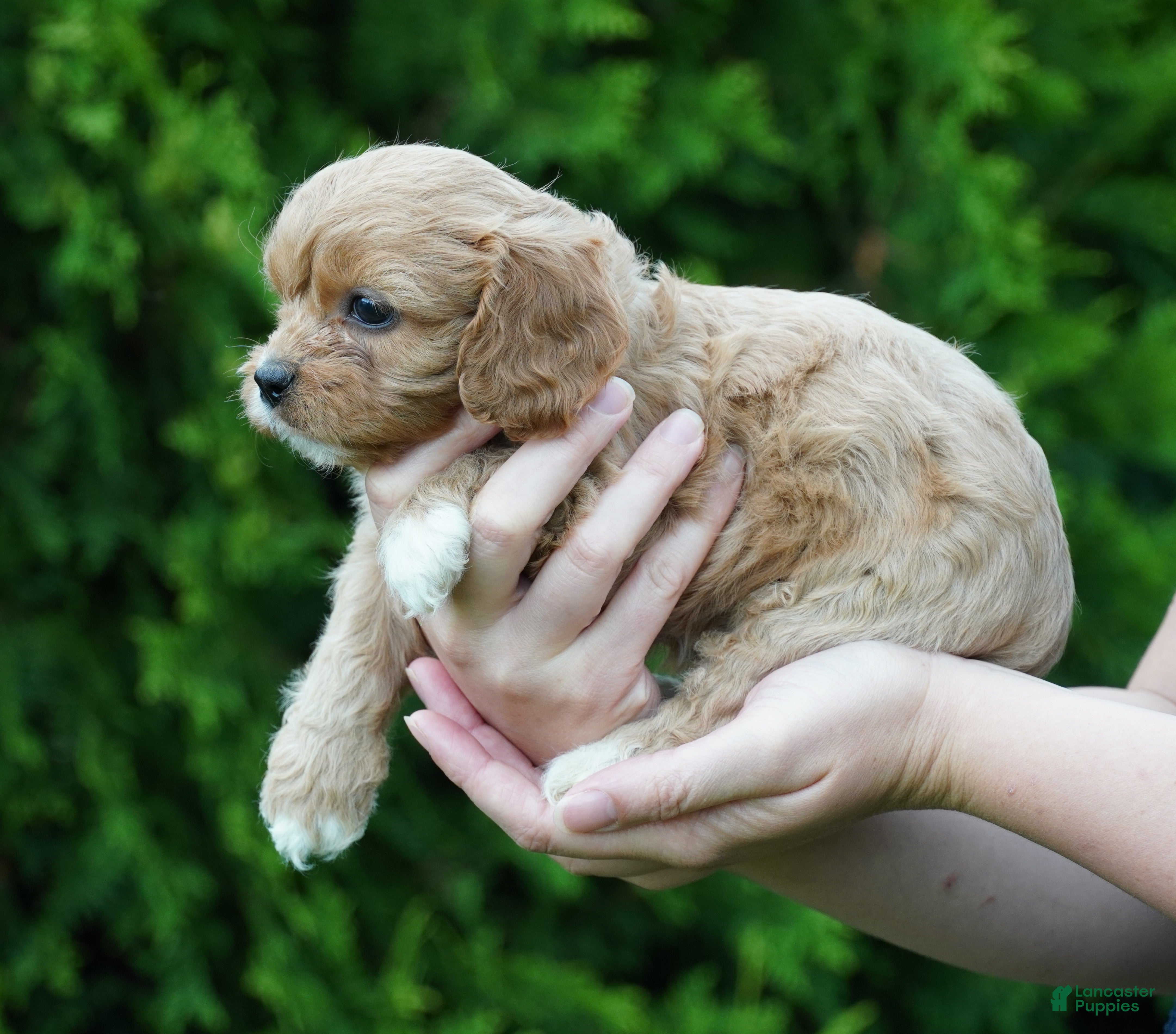 Cavachon dogs Lexi - Ad 2