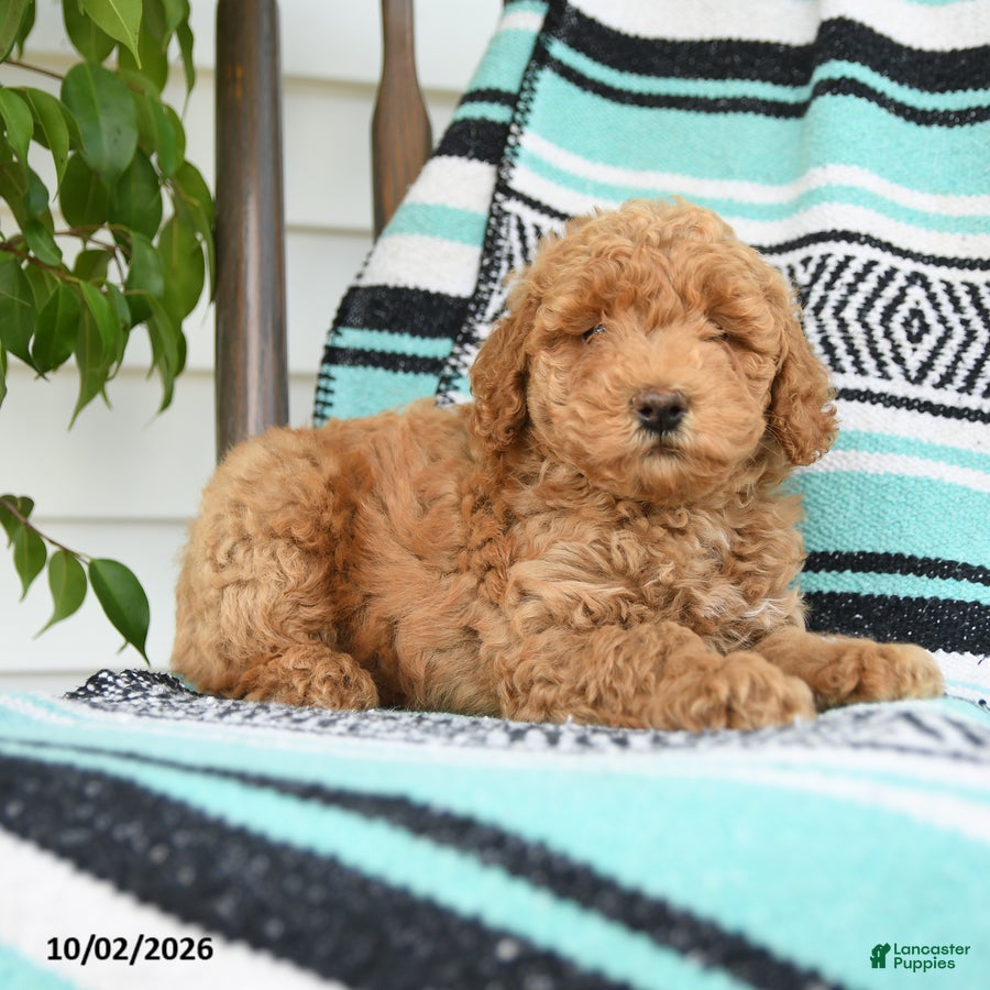 Miniature Poodle dogs Theodore - Ad 1