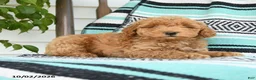 Miniature Poodle dogs for sale: Theodore - Ad 1