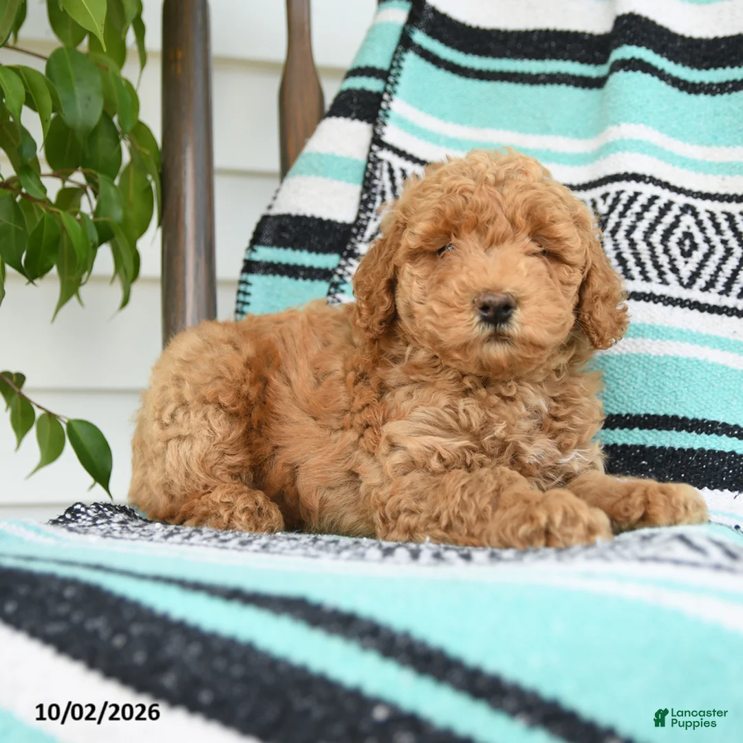 Miniature Poodle dogs for sale: Theodore - Ad 1