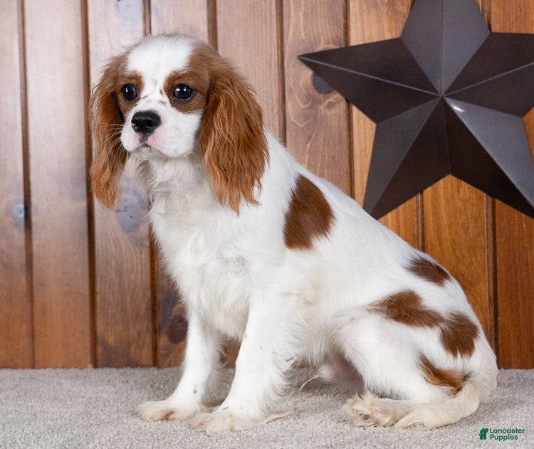 Cavalier King Charles Spaniel dogs Hunter - Ad 1