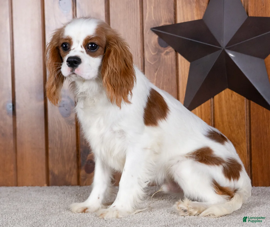 Cavalier King Charles Spaniel dogs for sale: Hunter - Ad 1
