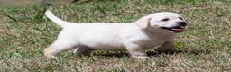 Labrador Retriever dogs for sale: Korbin - Ad 6