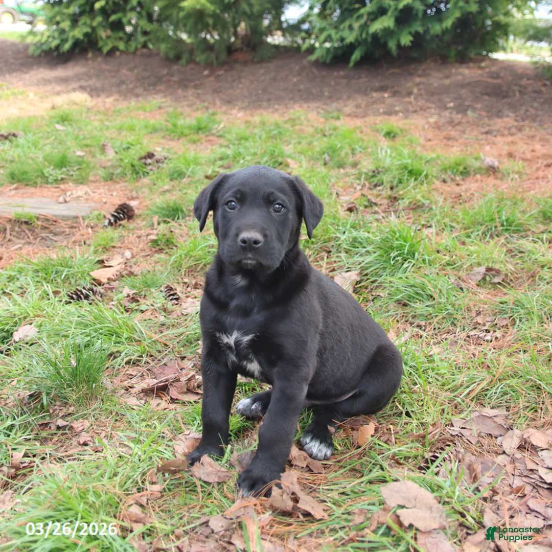 Mixed Breed dogs for sale: Maddox - Ad 1