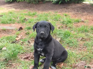 Mixed Breed dogs for sale: Maddox - Ad 1