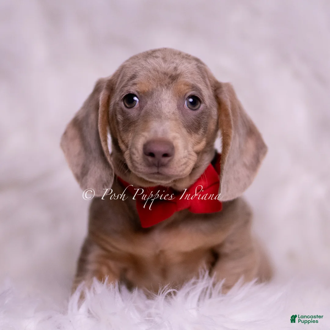 Miniature Dachshund dogs for sale: Tonka - Ad 1