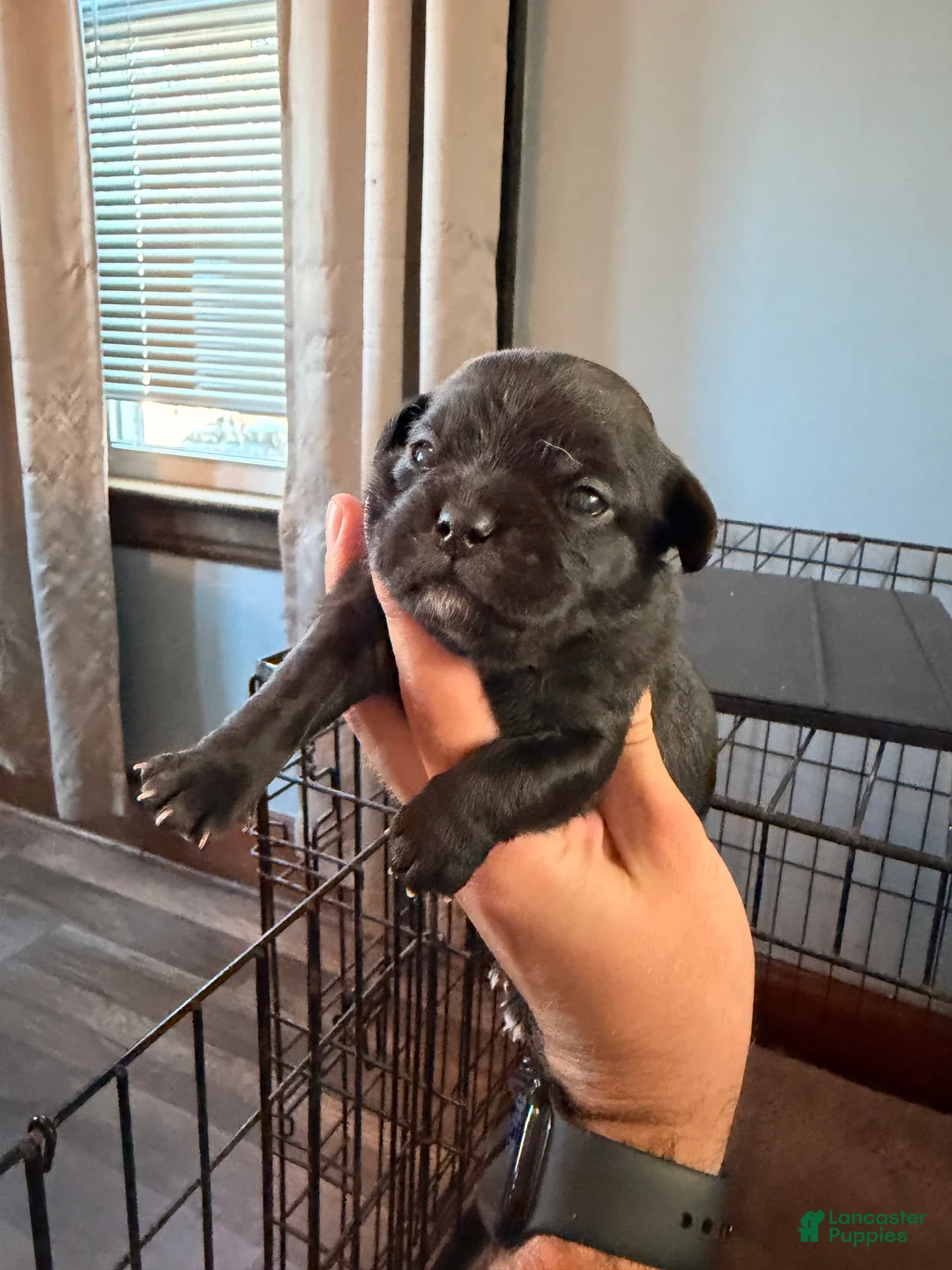 Mixed Breed dogs for sale: Chug 4 - Ad 2