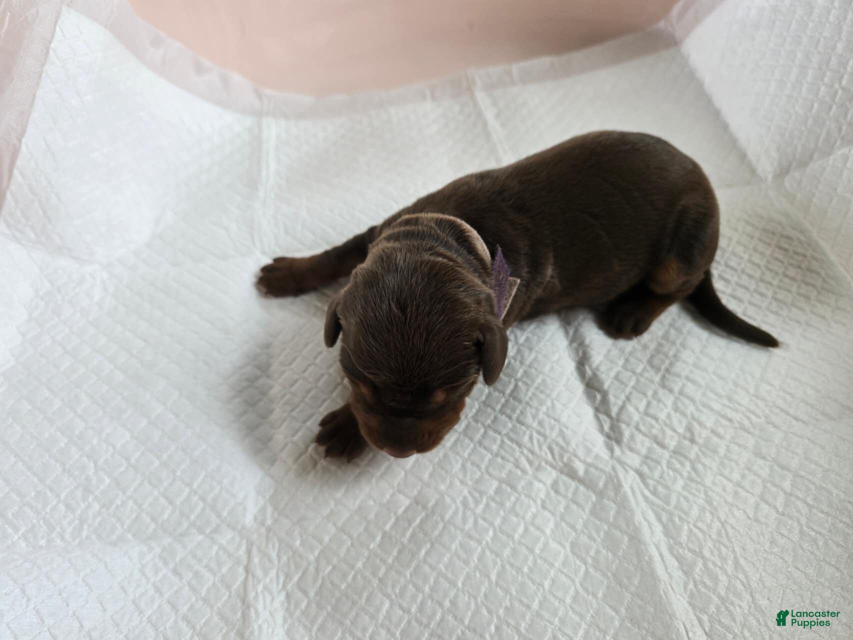 Doberman Pinscher dogs for sale: Doberman Pinscher Puppy 5 - Ad 1