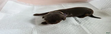 Doberman Pinscher Puppy 5
