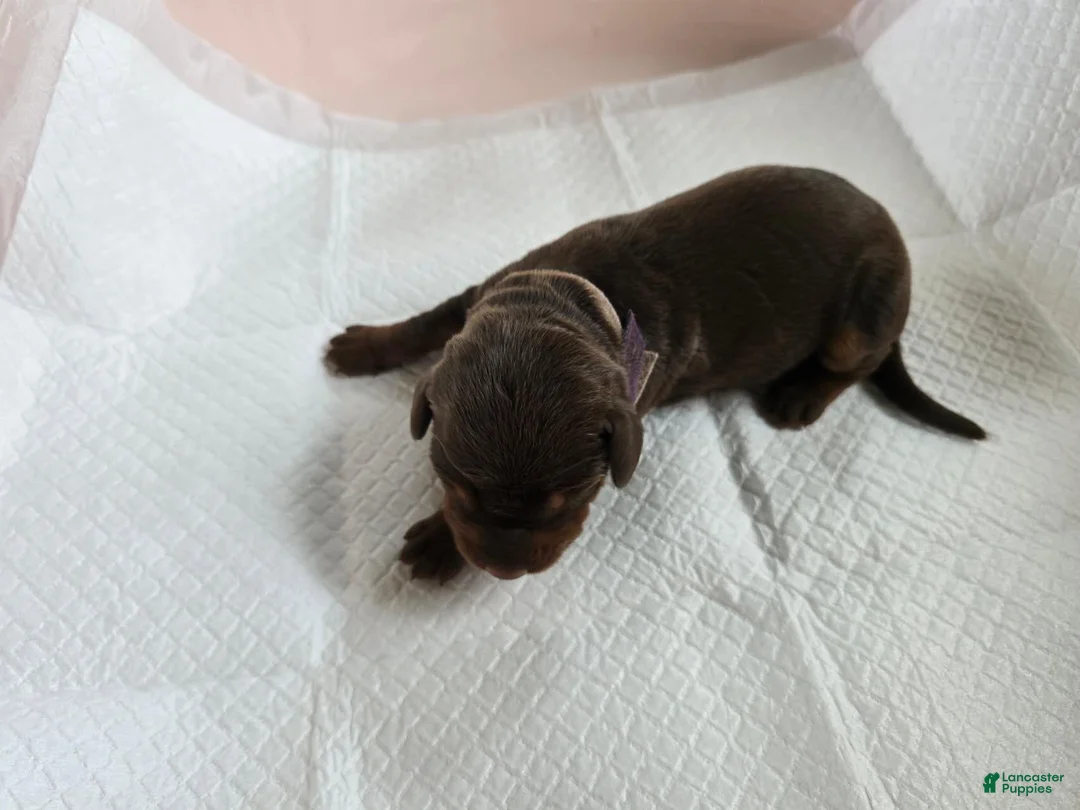 Doberman Pinscher dogs for sale: Doberman Pinscher Puppy 5 - Ad 1