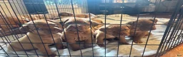 Dogue De Bordeaux dogs for sale: Dogue De Bordeaux Puppy 5 - Ad 58